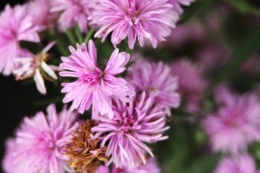 Pembe çiçekler, sarı keklik, arka planda yeşil yapraklar..