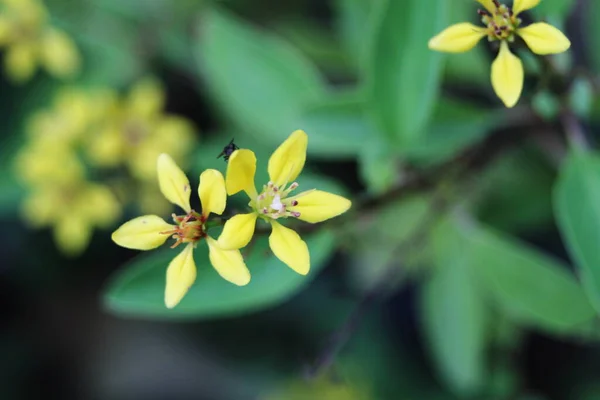 Pequeñas Flores Amarillas Con Hojas Verdes Fondo —  Fotos de Stock