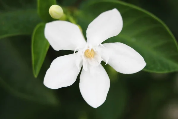 Gardenia flowers in the background with green leaves