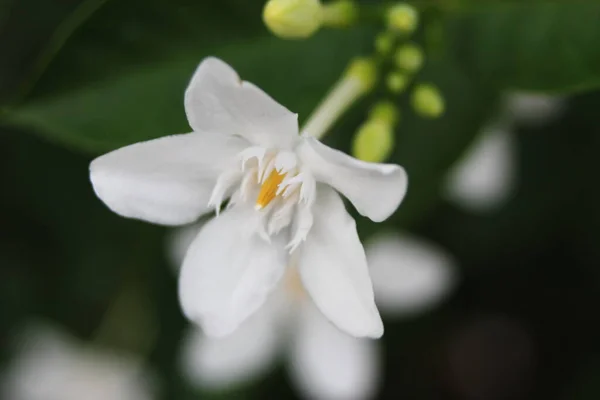 Gardenia flowers in the background with green leaves