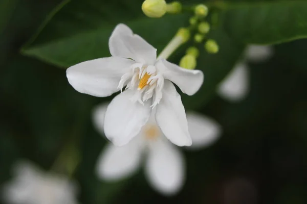 Gardenia flowers in the background with green leaves