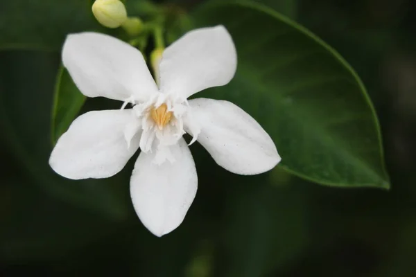 Gardenia flowers in the background with green leaves