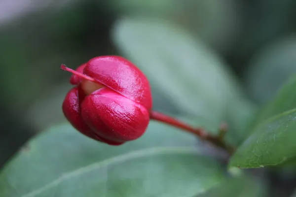 Los Estambres Una Flor Roja Son Hojas Verdes Fondo —  Fotos de Stock