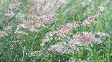 Yol kenarındaki çiçekler rüzgarla savrulurken güneş parlıyordu..