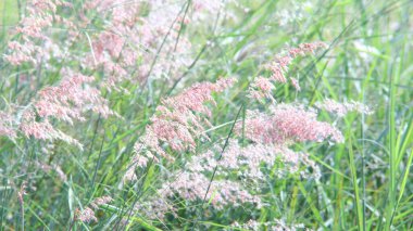 Yol kenarındaki çiçekler rüzgarla savrulurken güneş parlıyordu..