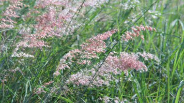 Yol kenarındaki çiçekler rüzgarla savrulurken güneş parlıyordu..