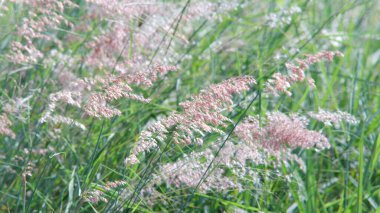 Yol kenarındaki çiçekler rüzgarla savrulurken güneş parlıyordu..