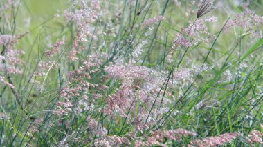 Yol kenarındaki çiçekler rüzgarla savrulurken güneş parlıyordu..