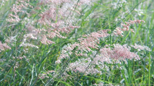 Yol kenarındaki çiçekler rüzgarla savrulurken güneş parlıyordu..