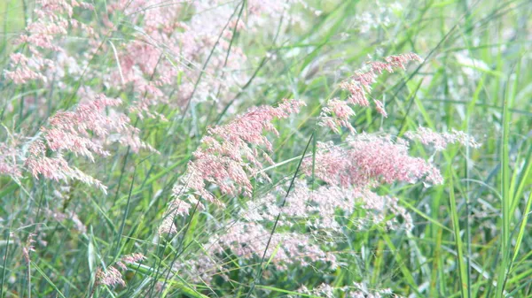 Yol kenarındaki çiçekler rüzgarla savrulurken güneş parlıyordu..