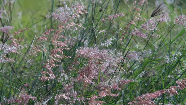 Bloemen Langs Weg Werden Door Wind Geblazen Terwijl Het Zonlicht — Stockfoto