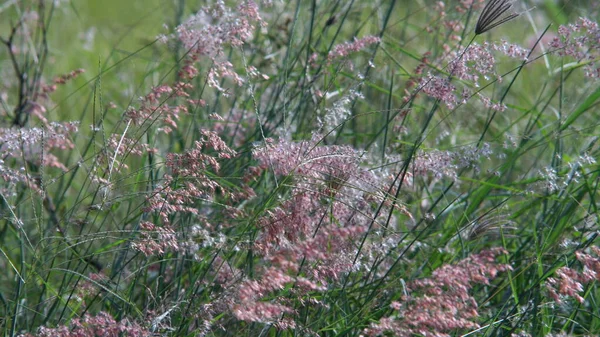 Yol kenarındaki çiçekler rüzgarla savrulurken güneş parlıyordu..
