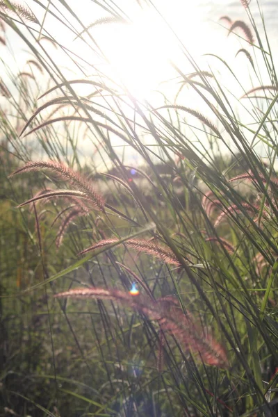 Reed Erba Fiore Tramonto — Foto Stock