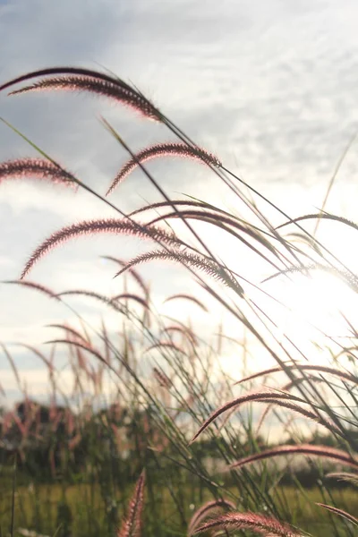 夕日のリード草の花 — ストック写真