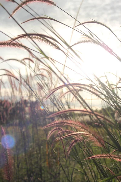 Reed Grass Flower Sunset — Stock Photo, Image