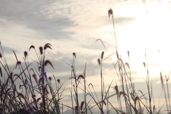 夕日のリード草の花 — ストック写真