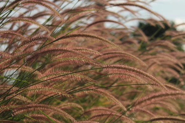 Reed Grass Flower Sunset — Stock Photo, Image