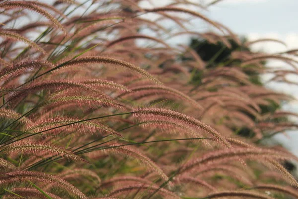 Reed Grass Flower Sunset — Stock Photo, Image