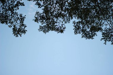 Branches and leaves against the light blue sky.