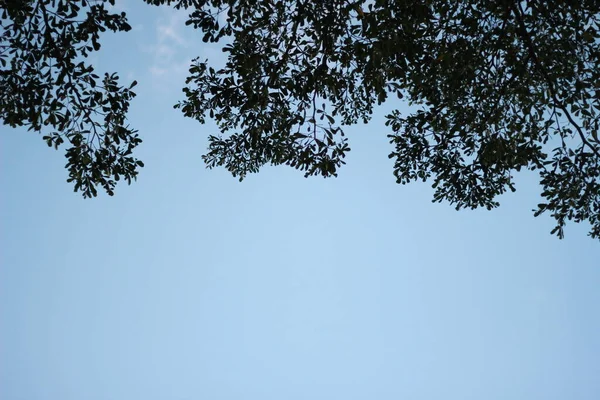 Branches Feuilles Contre Ciel Bleu Clair — Photo