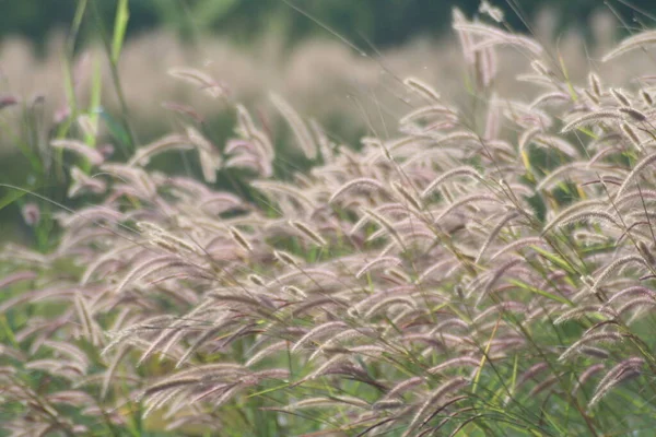 Fleurs Herbe Dans Prairie Contre Les Arbres Verts Plein Jour — Photo