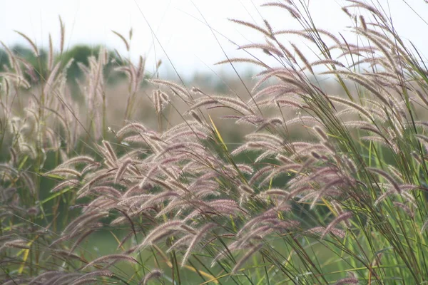 Fleurs Herbe Dans Prairie Contre Les Arbres Verts Plein Jour — Photo