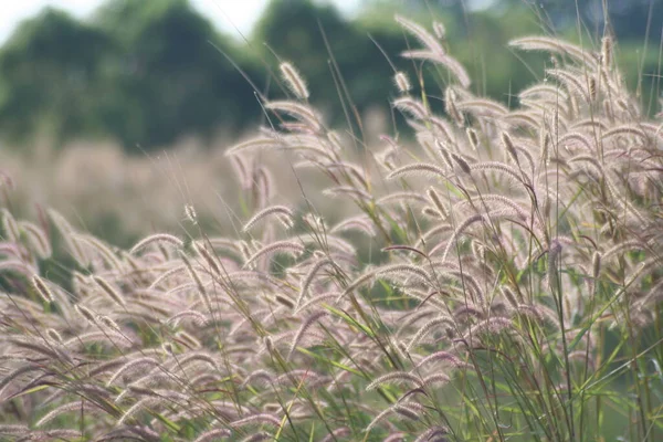夏時間の緑の木に対する牧草地の草の花 — ストック写真