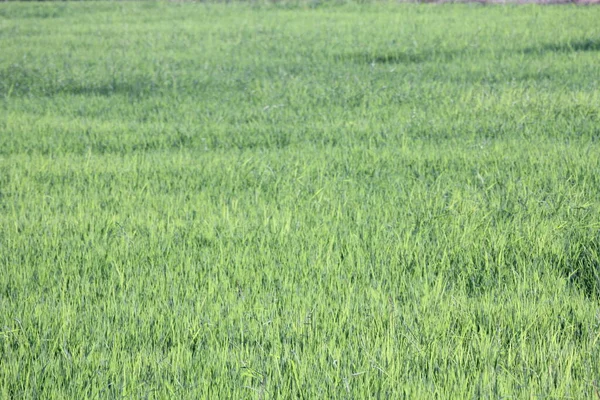 Green Rice Fields Thailand — Stock Photo, Image