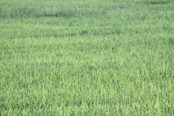 Green Rice Fields Thailand — Stock Photo, Image