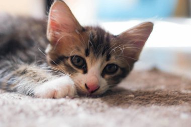 Kedi yavrusu evimdeki halıda rahat bir şekilde uyuyor..