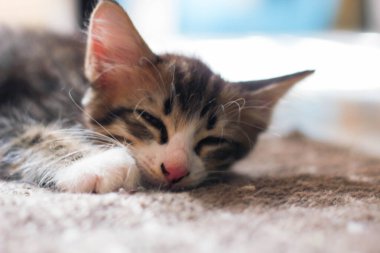 Kedi yavrusu evimdeki halıda rahat bir şekilde uyuyor..