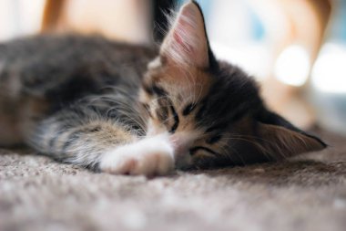 Kedi yavrusu evimdeki halıda rahat bir şekilde uyuyor..