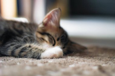 Kedi yavrusu evimdeki halıda rahat bir şekilde uyuyor..