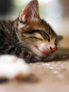 Kedi yavrusu evimdeki halıda rahat bir şekilde uyuyor..