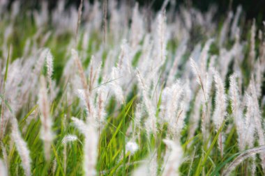 Tayland 'ın tropik bir ülkesinde Çeşme Çimeni Beyazı.