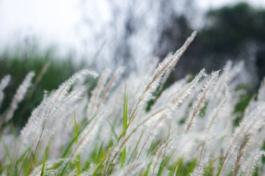 Tayland 'ın tropik bir ülkesinde Çeşme Çimeni Beyazı.