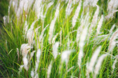 Tayland 'ın tropik bir ülkesinde Çeşme Çimeni Beyazı.