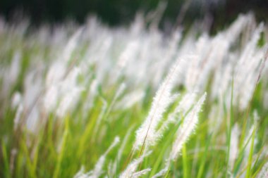 Tayland 'ın tropik bir ülkesinde Çeşme Çimeni Beyazı.