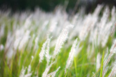 Tayland 'ın tropik bir ülkesinde Çeşme Çimeni Beyazı.