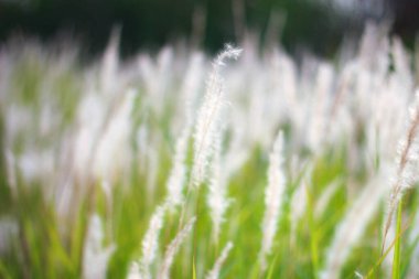 Tayland 'ın tropik bir ülkesinde Çeşme Çimeni Beyazı.