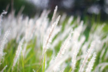 Tayland 'ın tropik bir ülkesinde Çeşme Çimeni Beyazı.