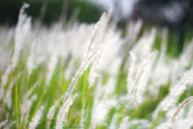Tayland 'ın tropik bir ülkesinde Çeşme Çimeni Beyazı.