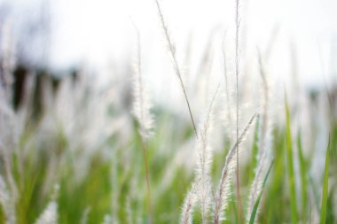 Tayland 'ın tropik bir ülkesinde Çeşme Çimeni Beyazı.