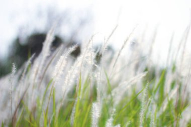 Tayland 'ın tropik bir ülkesinde Çeşme Çimeni Beyazı.