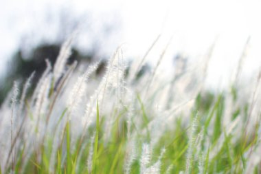 Tayland 'ın tropik bir ülkesinde Çeşme Çimeni Beyazı.