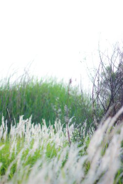 Tayland 'ın tropik bir ülkesinde Çeşme Çimeni Beyazı.