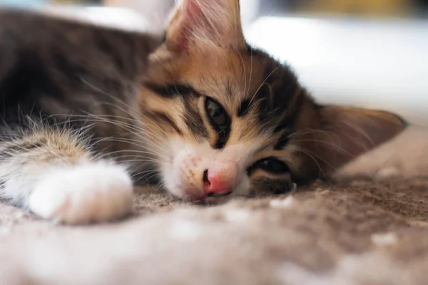 Gattino Dorme Comodamente Sul Tappeto Casa Mia — Foto Stock