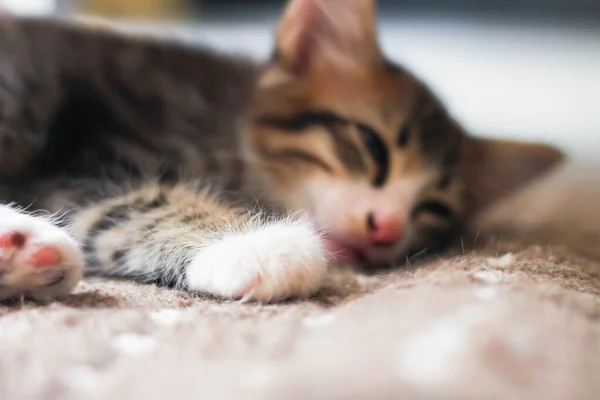 Het Kitten Slaapt Comfortabel Het Tapijt Mijn Huis — Stockfoto