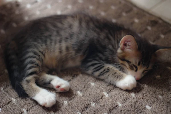 这只猫舒服地睡在我家的地毯上 — 图库照片