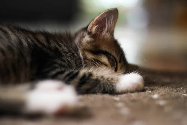 Chaton Dort Confortablement Sur Tapis Maison — Photo